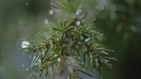 RAIN - A Cinematic Short Film _ Relaxation _ Nature