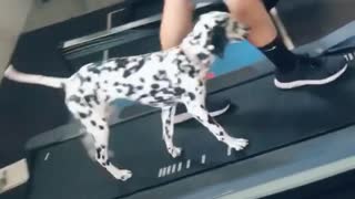 Puppy in Training