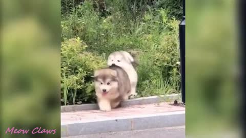 Perros Baby Alaskan Malamute Cutest and Funniest Moments New Compilation 😍| Try Not To Laugh.