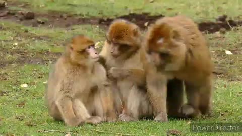 🐒🐒BABY MONKEY ENJOYING HER PARENTS, LIKE HUMANS - SO AMAZING