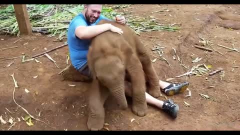 Cute Elephant playing with Humans