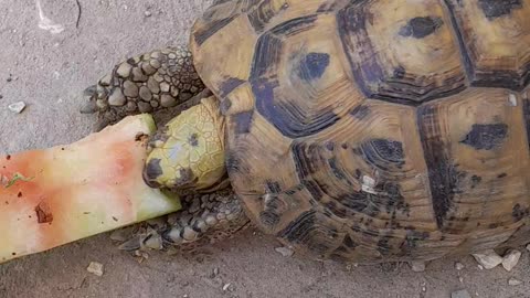 Abandoned turtle around my house