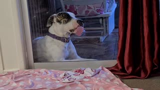 Derpy Dog Loves Licking Glass