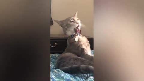 Funny Cat Video 7