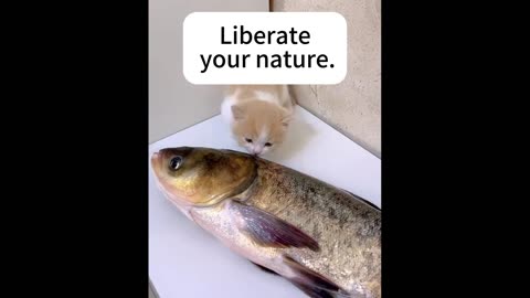 For the first time, I saw a kitten get slapped by a fish.