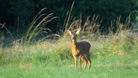 Animal - Deer - Forest & Wilde world