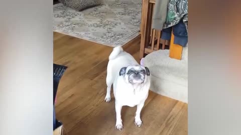 Dog Yells At Owner