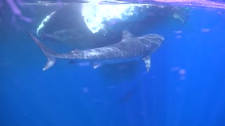 Hungry Tiger Sharks Circle a Whale-Sized Meal
