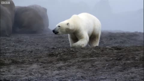 Polar Bear vs Walrus | Planet Earth | BBC Earth
