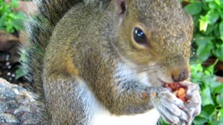 eating squirrel in the morning