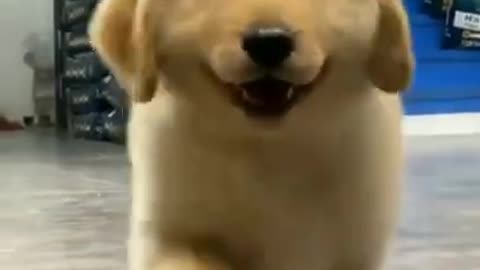 Golden Retriever #dogsfunnyvideo