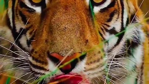 Dengrus tiger 🐅| Yt video| Wildlife| AnimalLife 2024.