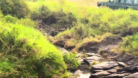 The king of the tiger is drinking water