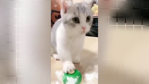 Funny cat video 🐱