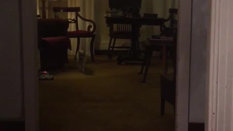 White dog walks across wood floor towards camera