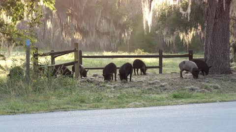wild hogs in Florida park