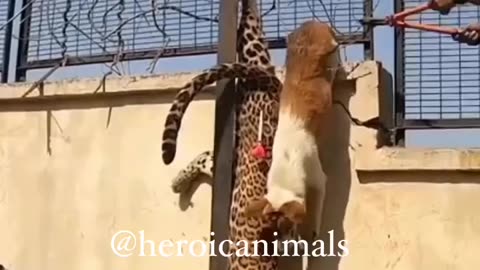Leopard and dog stuck in fence.