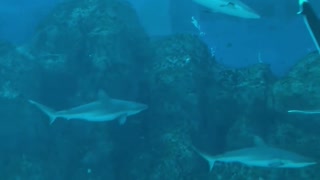 Sea Aquarium,SG
