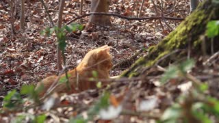 Cat in the woods listening to the birds