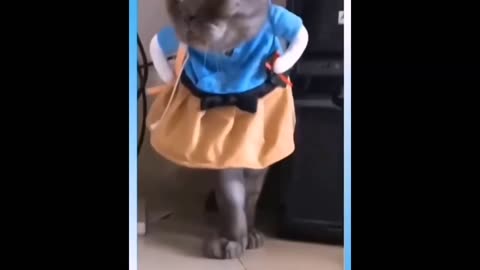 🆕Cute Pets And Funny Animals Compilation #ii 👉 Funny Cat Videos For Kids 2020 Check It Out!