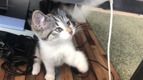 Cat Playing Under The Table WIth Slution Tape