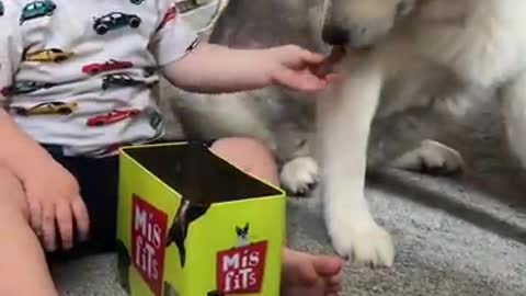 DOG MEETS !! KIDS !! FUNNY