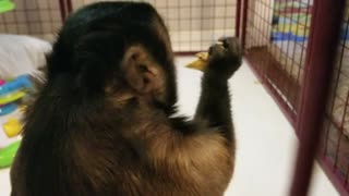 Monkey Eating His Yummy Lunch