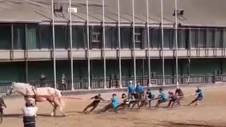 The tremendous power of the horse !