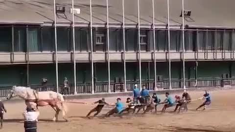 The tremendous power of the horse !