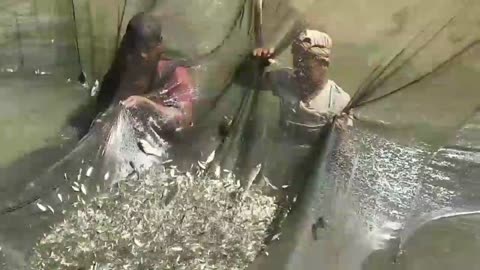 Fish farming in Bangladesh. BongoMirror