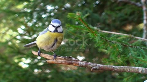 Blue Tit landing on the birch tree branch and flying