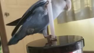 Bird pole dance