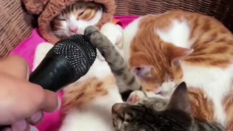 Baby Cats - Cute and Funny Cat Videos Compilation pt4 | Cute cats of the world