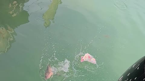 Bull Shark Snacks on Fish Scraps in Canal