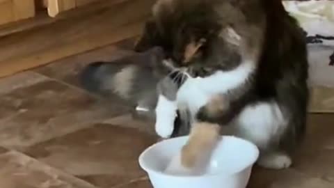 Cats Playing With Water |