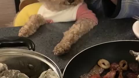 a dog that wants to eat meat