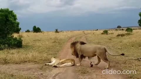 How NOT to Wake Up a Lioness