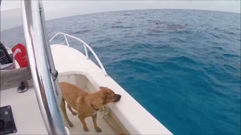 Dog sees Dolphins, Overcomes Fear & Jumps In! | Heart Touching