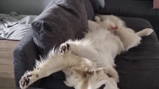 Golden Retriever Wakes up with Glorious Smile
