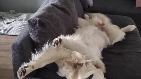 Golden Retriever Wakes up with Glorious Smile