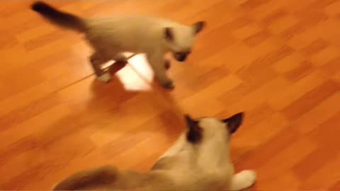 Funny cute cat and dog video #Funny