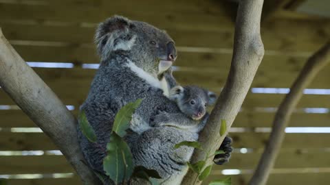 Most precious Koala Joey moments ever! -14