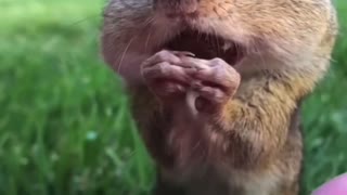 Squirrel eats peanuts
