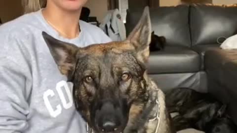 Best training for dog