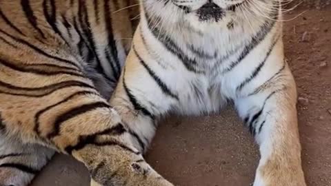 A close-up of a tiger at the zoo