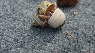 Hermit Crab Moving Between Homes