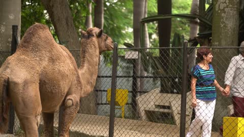 Parents Child And Grandparents Walking Near Camel Cage In Zoo