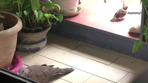 mama sparrow and her kid visiting with the dove