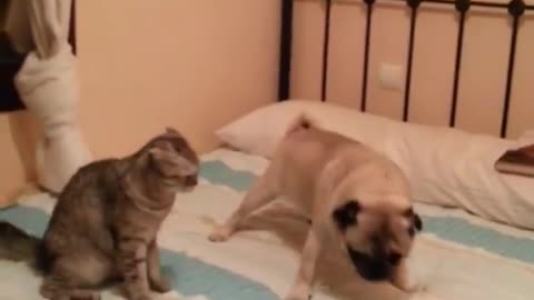 Totally fearless kitty challenges pug to wrestling match