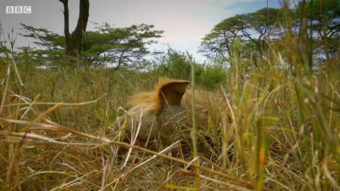 Kali the Lion Defends Cubs from Pack of Wild Dogs | Serengeti: Story Told by John Boyega | BBC Earth